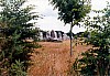 005 - Bretagna - Carnac - Valle deii menhir