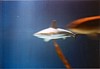 008 - Genova - acquario - squalo