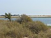 004 -  Isola di Jerba - Veduta dalla litoranea