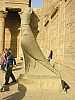 30 - Edfu - Il tempio di Horus - Statua di Horus