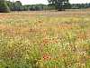 20 - Estonia - Saaremaa - Campo di papaveri