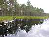 11 - Estonia - Kolga - Area naturalistica di Viru Raba