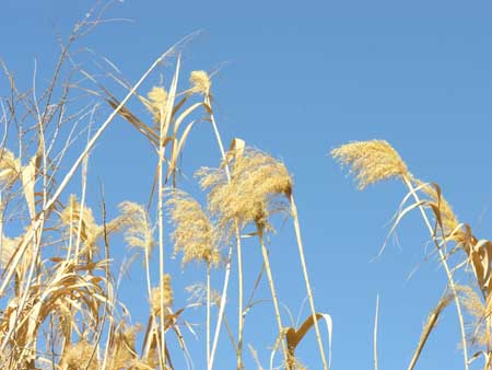 03 - Riserva naturale delle paludi di Azraqù