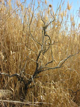 04 - Riserva naturale delle paludi di Azraq