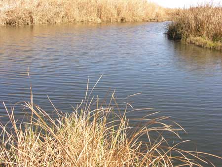 06 - Riserva naturale delle paludi di Azraq