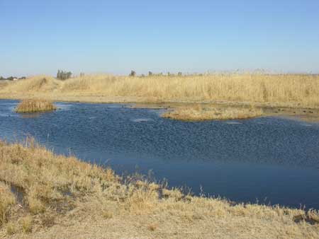 08 - Riserva naturale delle paludi di Azraq