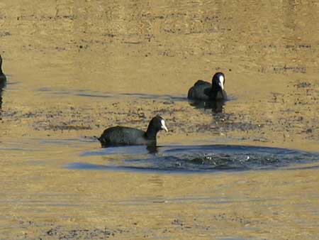 10 - Riserva naturale delle paludi di Azraq