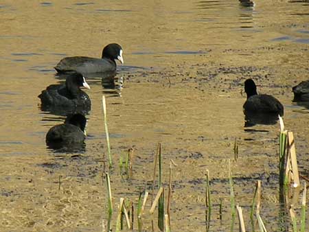 11 - Riserva naturale delle paludi di Azraq