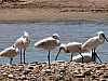 12 - Essaouira - Laguna - Spatole