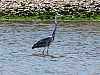 15 - Essaouira - Laguna - Airone cinerino