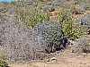 40 - Fort Bou Jerif - Cactus