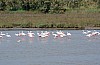 024 - Comacchio (FE) - Valli di Comacchio