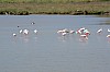 028 - Comacchio (FE) - Valli di Comacchio