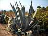 27 - Selinunte - Agave